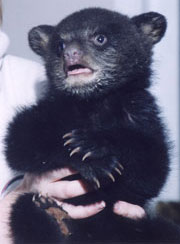 Bear Cub