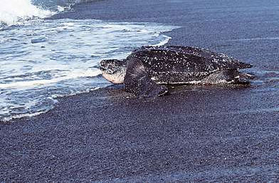 Sea Turtle